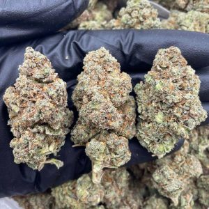 weed for sale, buy weed online, weed strain for sale, buy weed australia, buy weed uk, buy cannabis norway, buy weed online now, buy weed online bitcoin, cannabis for sale, cannabis strain for sale, best weed strains, buy weed online uk