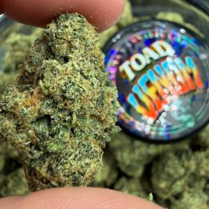 HEAVY HITTING LINE UP OF TOAD VENOM AND ZKITTLEZ CROSSES