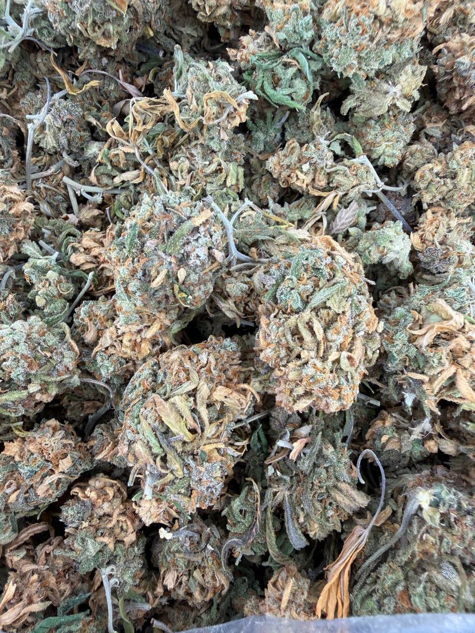 Green Crack Indoor