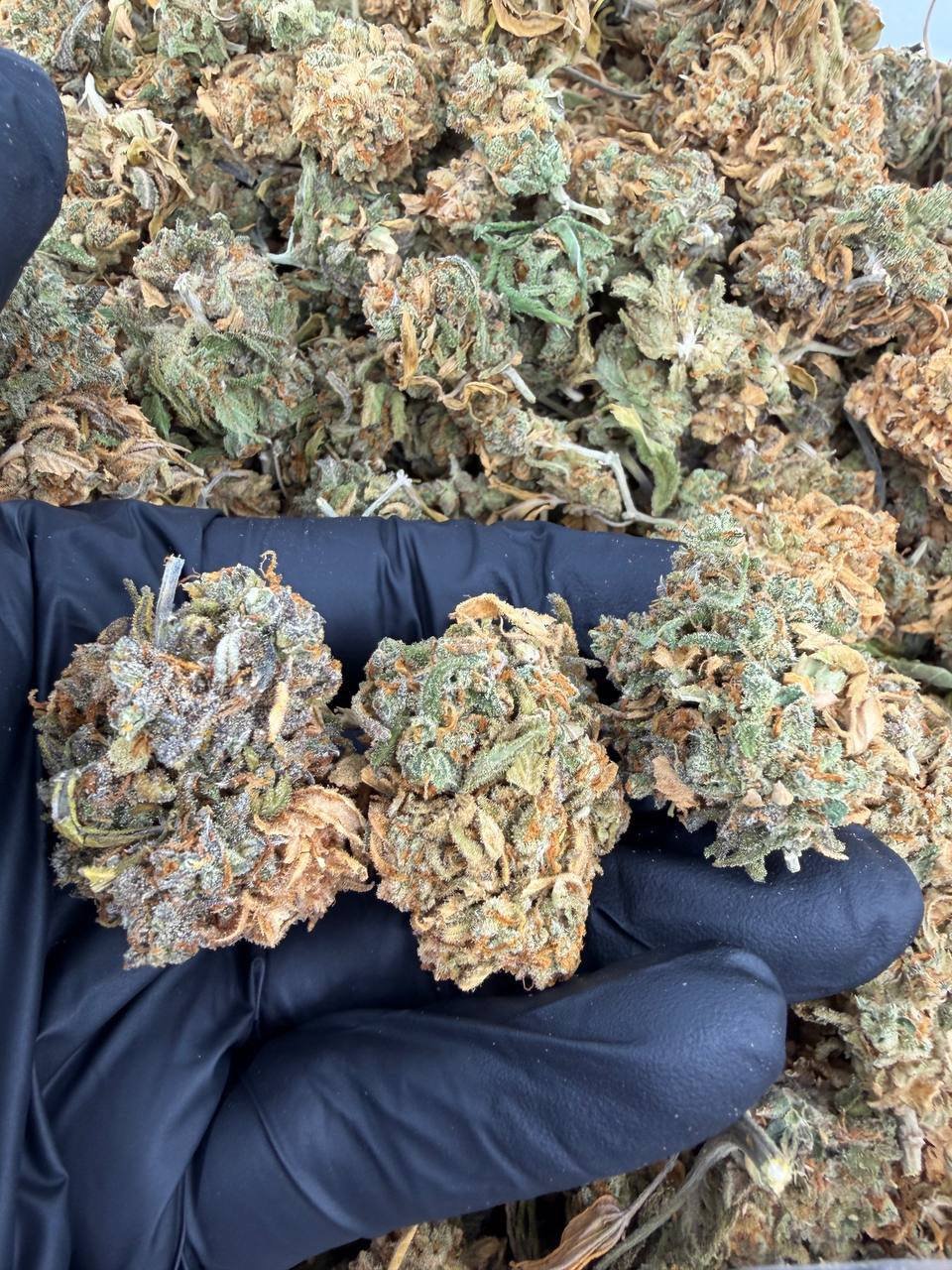 Green Crack Indoor - Image 2