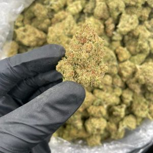 Jungle Cookies Strain
