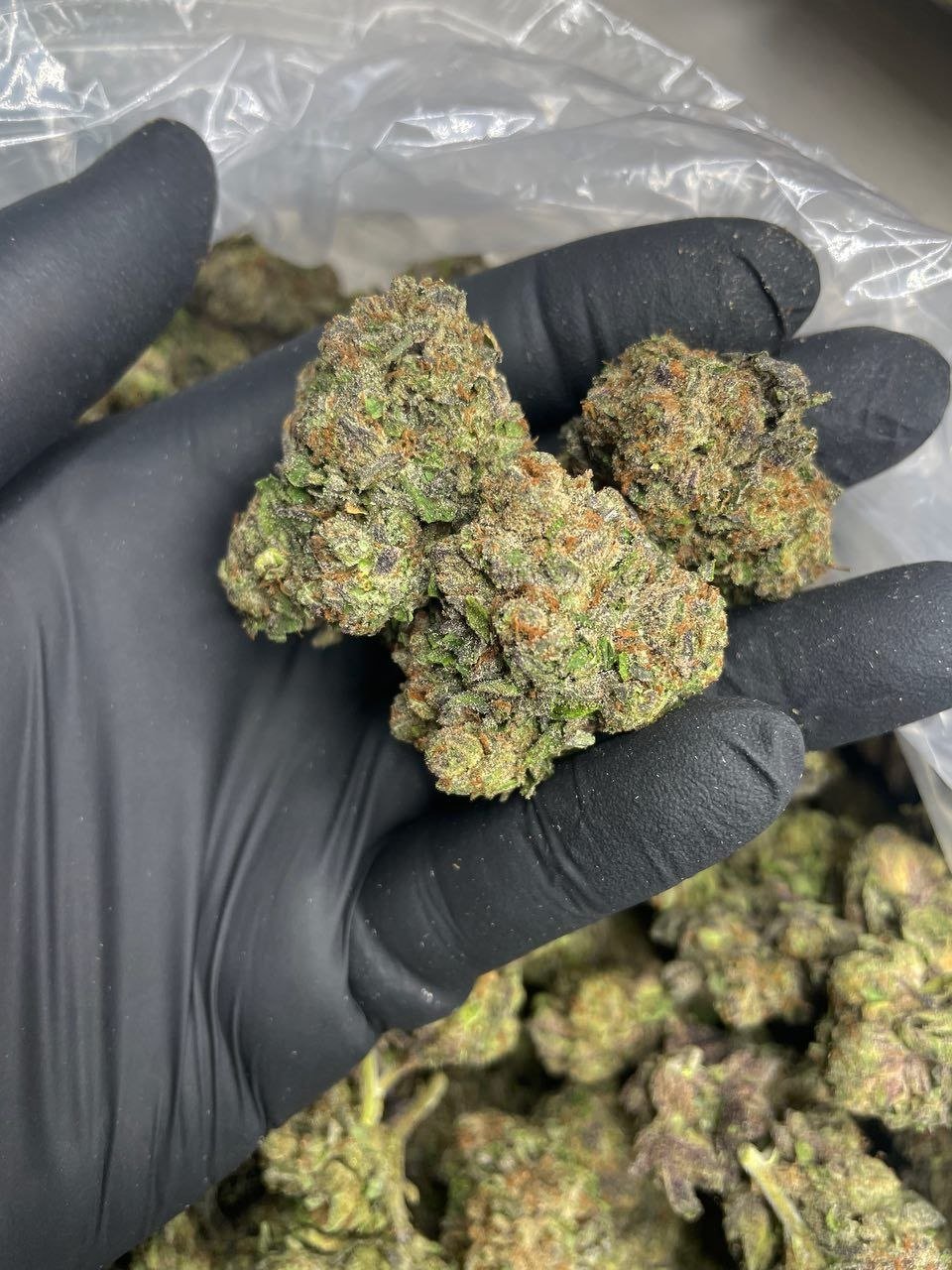 Lemon Cherry Zooties A - Image 2