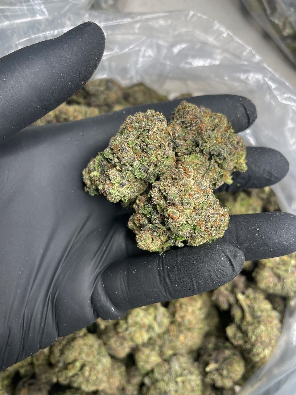 Lemon Cherry Zooties A - Image 3