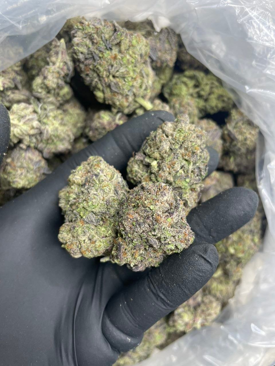 black mamba gelato ml strain - Image 3