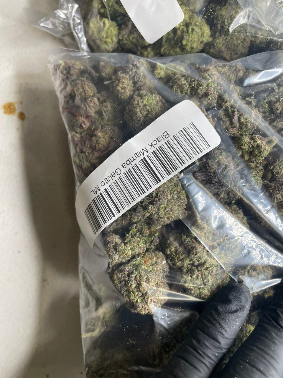 black mamba gelato ml strain