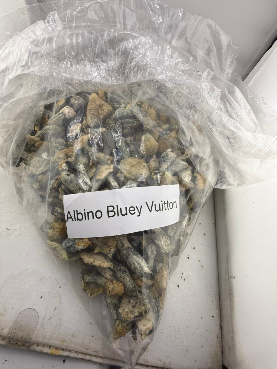 Albino Bluey Vuitton Mushroom