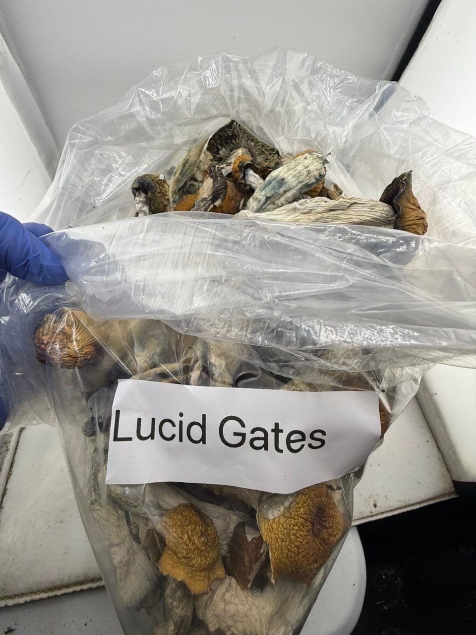 Lucid Gates Mushroom