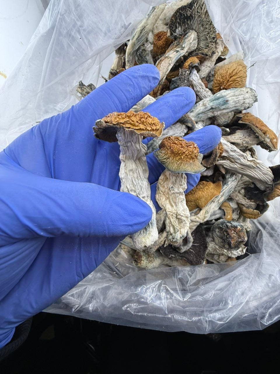 Lucid Gates Mushroom - Image 2