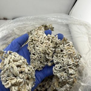 Enigmas Weed Strain
