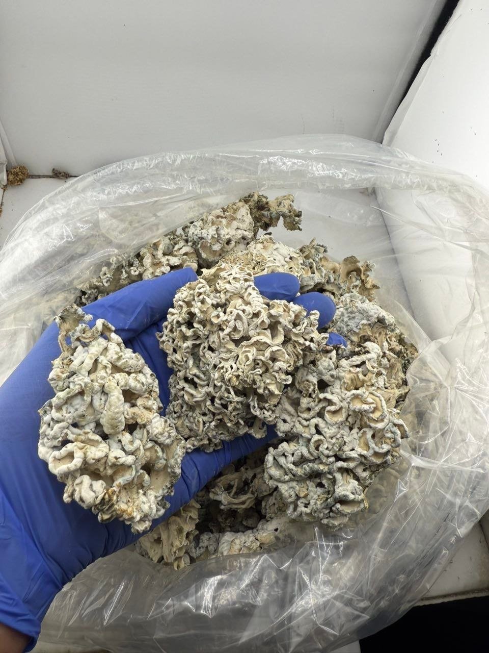 Enigmas Weed Strain - Image 2